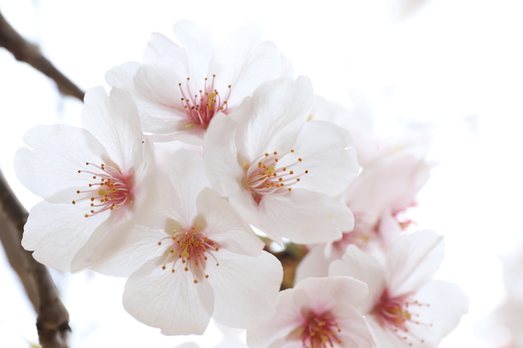 可憐な花びら