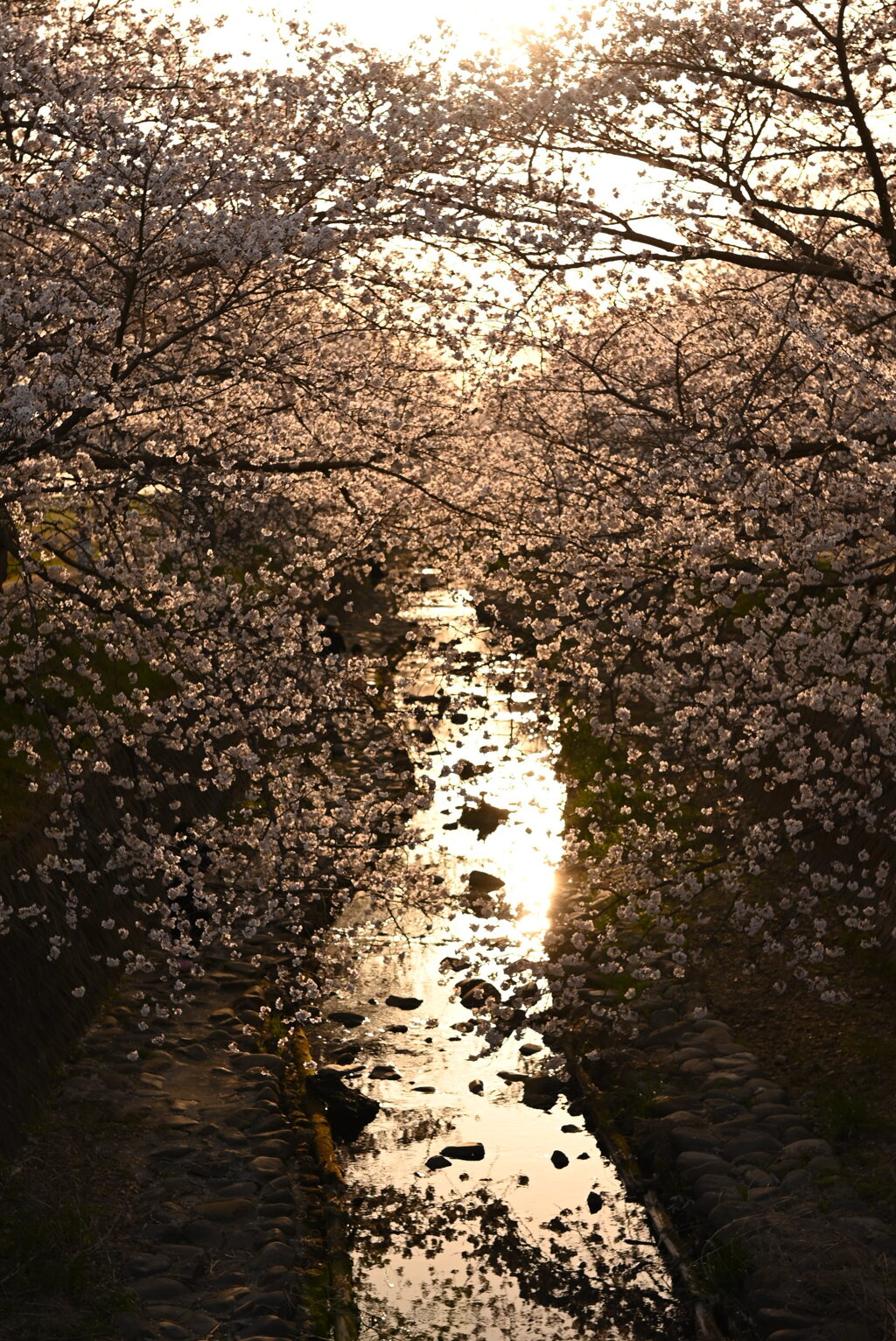 夕日に焼ける桜