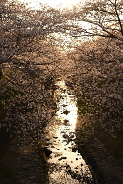 夕日に焼ける桜