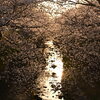 夕日に焼ける桜