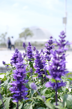 花壇越しのカップル