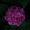 紫陽花を俯瞰で