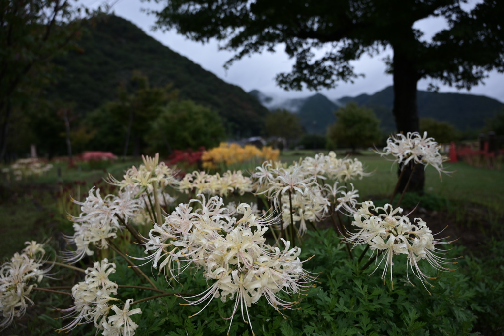 奥でカラフルに咲く