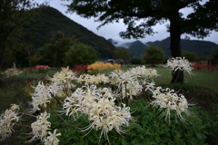 奥でカラフルに咲く