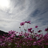 不穏な花畑