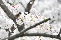 桜とスズメ