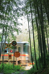 竹藪を駆ける列車