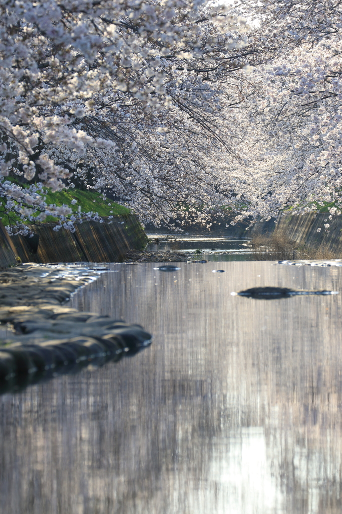 川面と桜
