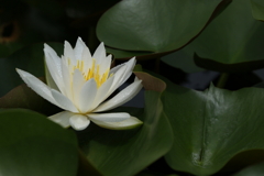 Water　lily