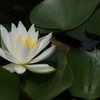 Water　lily