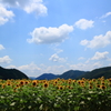 夏空とひまわり