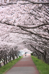 春に現れる桜のトンネル