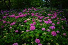 紫陽花の園