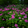 紫陽花の園