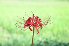 一輪の彼岸花