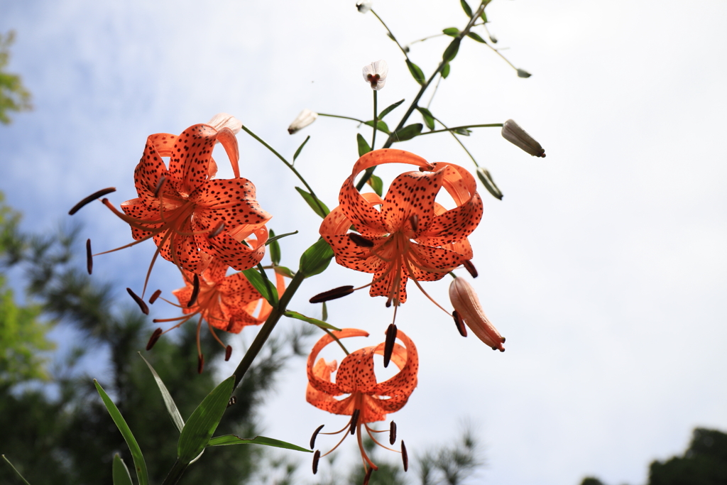 賢者の花