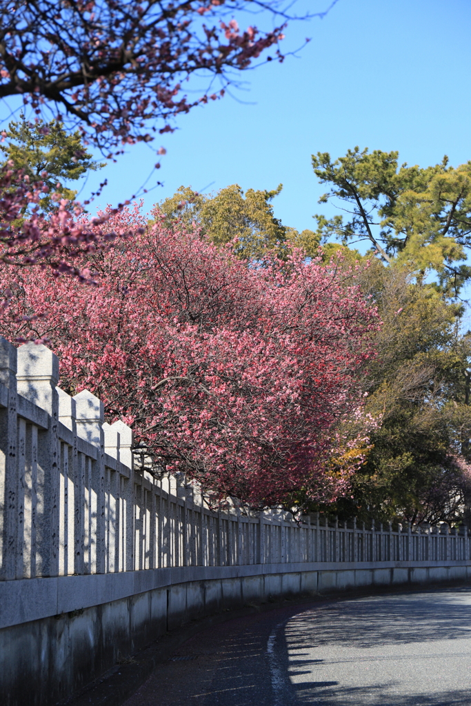 紅梅のある道