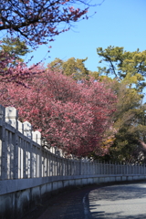 紅梅のある道