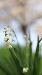 純潔の花