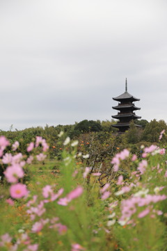 コスモスと備中国分寺