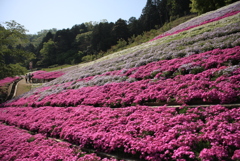 芝桜のじゅうたん