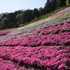 芝桜のじゅうたん