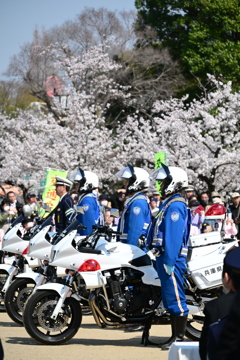 桜に誓う