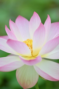 重なる花びら