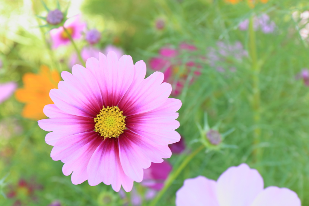 ハイキーコスモス♪