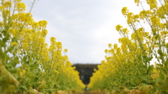菜の花ストリート