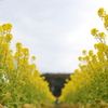 菜の花ストリート