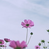 秋桜と飛行機雲（薄っ）