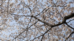 画面いっぱいに桜を閉じ込めて