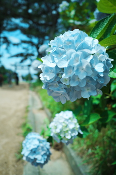 淡い水色紫陽花