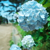 淡い水色紫陽花
