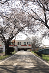 桜と電車の風景