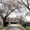 桜と電車の風景