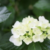 露に濡れる紫陽花