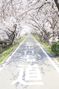 桜のトンネル