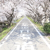 桜のトンネル