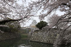 姫路城に桜を添えて