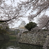 姫路城に桜を添えて
