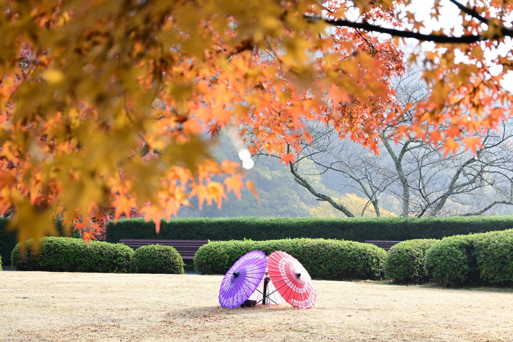 和傘と紅葉