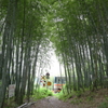 竹林と列車