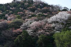 山桜