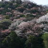 山桜