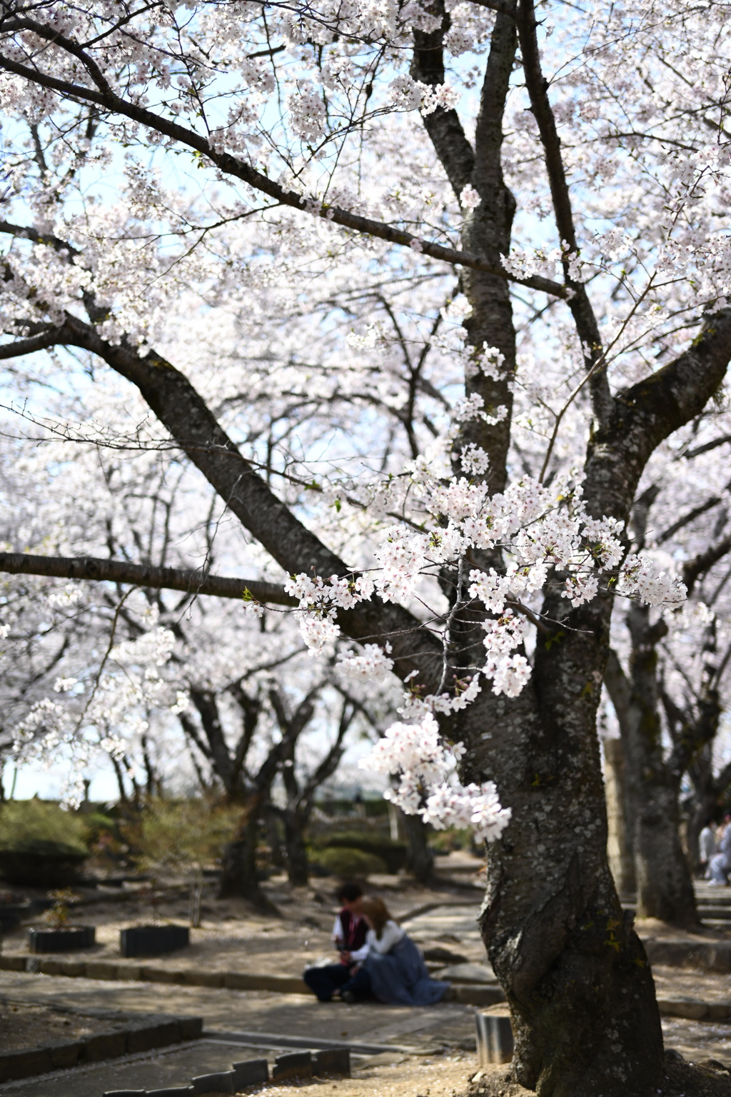 愛しき春