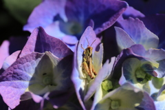 紫陽花の住人
