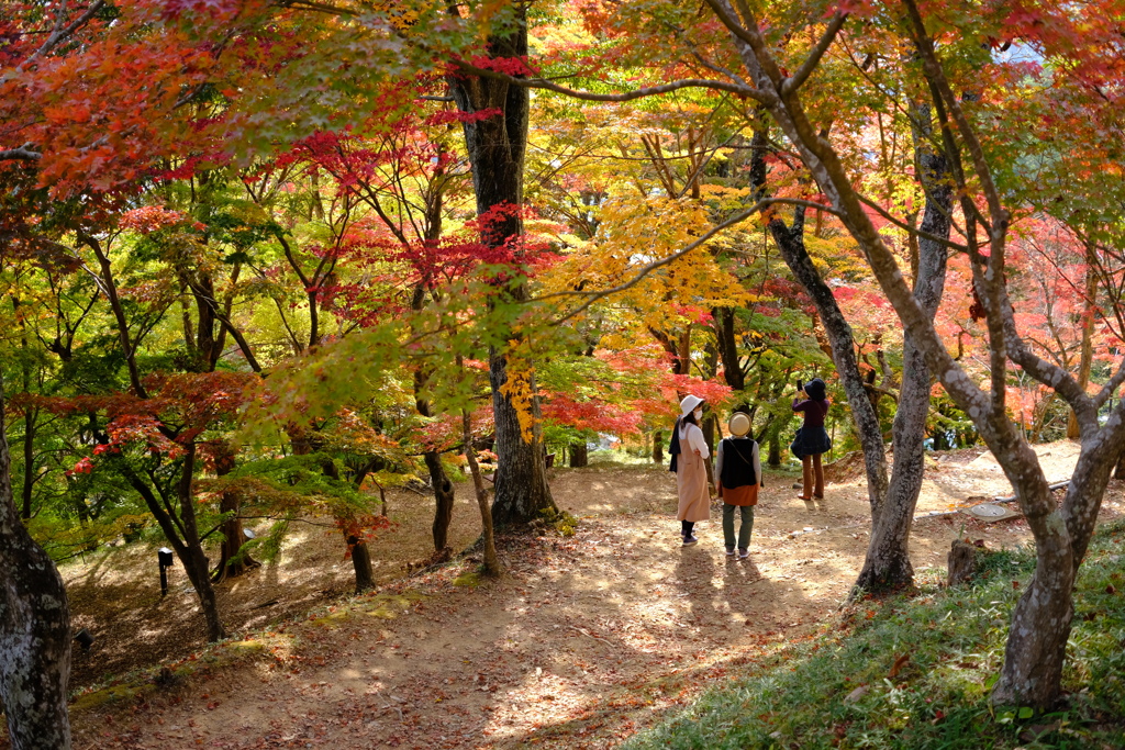 紅葉狩り日和