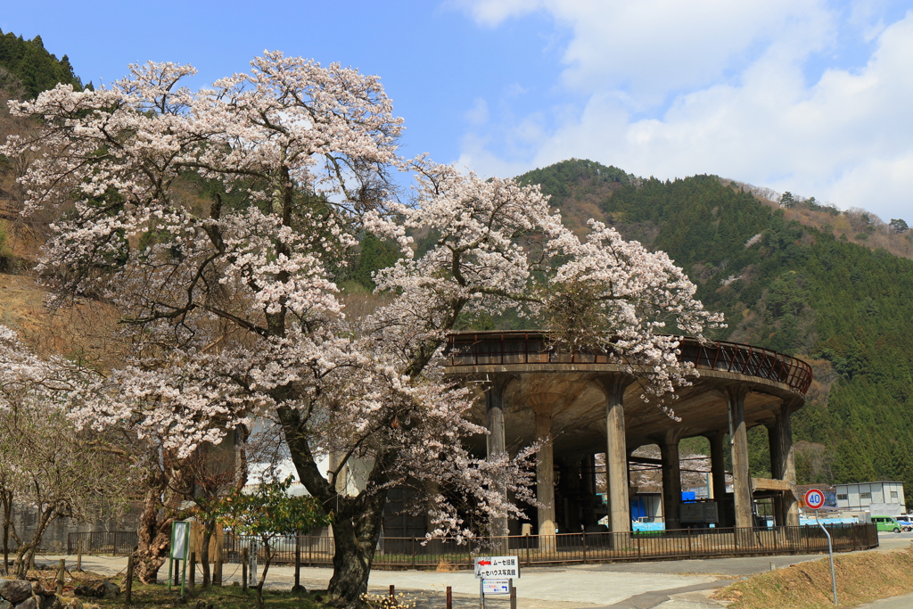 シックナーと桜